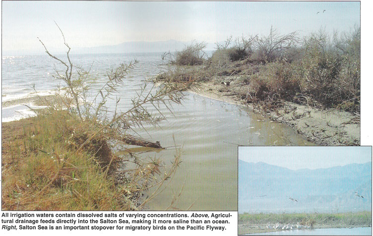 All irrigation waters contain dissolved salts of varying concentrations. Above, Agricultural drainage feeds directly into the Salton Sea, making it more saline than an ocean. Right, Salton Sea is an important stopover for migratory birds on the Pacific Flywayxs.