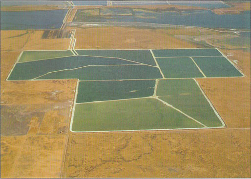 In the future, innovative approaches will be needed to create new, highly productive habitat for wildlife in agricultural regions. At Tulare Lake Drainage District, a compensation habitat was constructed on about 307 acres to mitigate for bird losses on 2,900 acres of evaporation ponds, above.