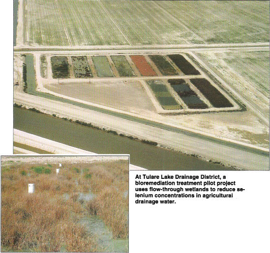 At Tulare Lake Drainage District, a bloremediation treatment pilot project uses flow-through wetlands to reduce selenium concentrations in agricultural drainage water.