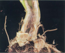 Symptoms of cauliflower Verticillium wilt, showing typical vascular discoloration.