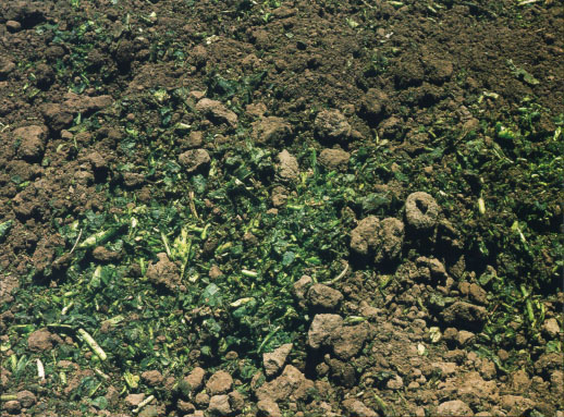 Broccoll residue incorporated into soil in a commercial field in the Salinass Valley.