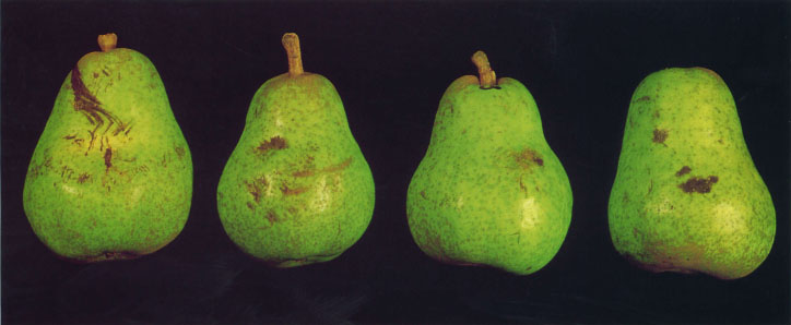 Bartlett pears can be damaged during harvest by pickers or by jostling in the field bin.