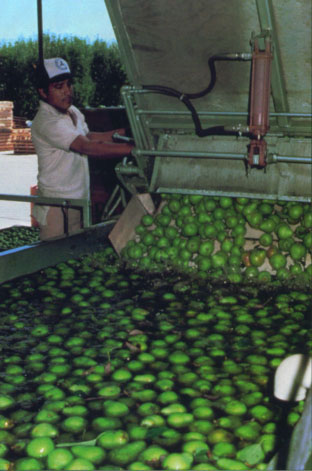 Damage from non-immersion dumps can be reduced by using padded bin covers and allowing fruit to move onto conveyors before additional fruit is dumped.