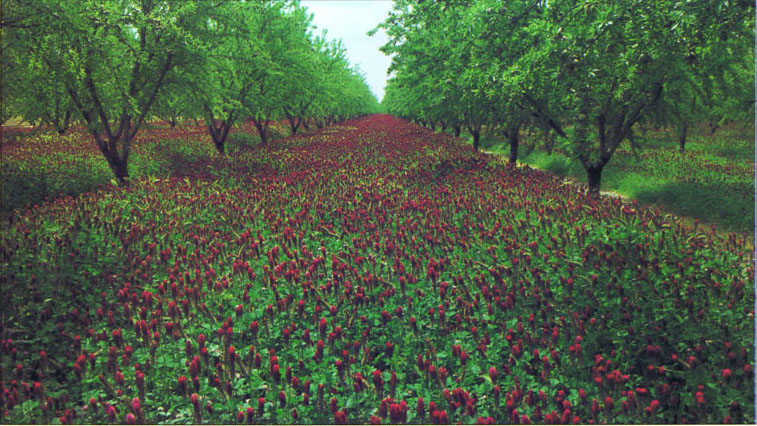 Cover crops, such as the clover on the floor of this almond orchard, are an integral component of biologically integrated orchard system (BIOS) projects.