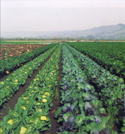 By 2025, from 20% to 60% of California crop acreage could be in alternative farming systems, including organic farms such as this one in Watsonville.