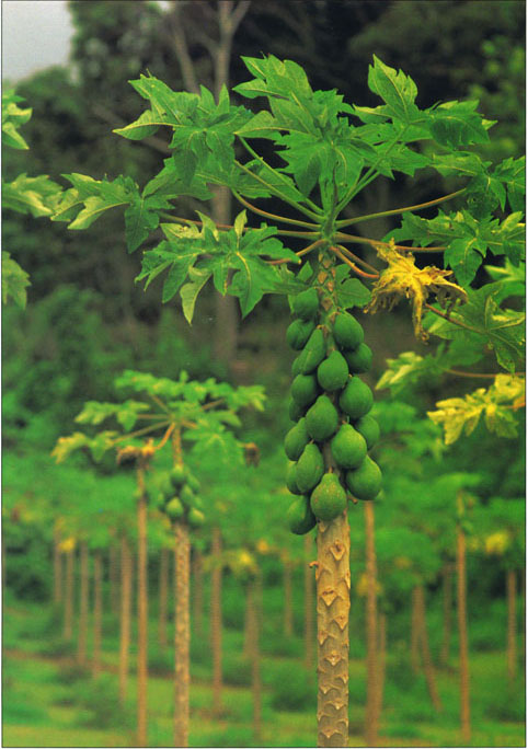 The introduction of transgenic cultivars has restored the papaya industry in Hawaii, which was virtually destroyed by papaya ringspot virus.