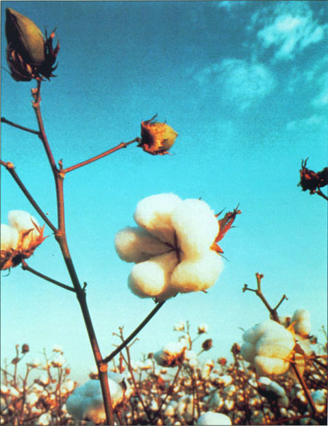 Cotton is currently the only transgenic crop with significant acreage in California. In 2000, about 225,600 acres (24% of the total cotton acreage) were planted with insect-resistant, above, or herbicide-resistant varieties, or plants containing both traits.