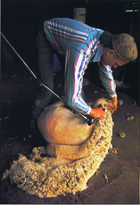 Animal-feed seeds engineered with higher levels of sulfur-containing amino acids could improve wool growth in sheep.
