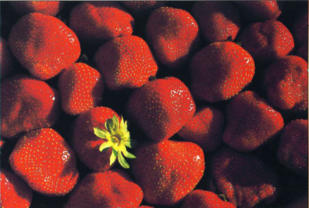 Because of their economic importance and high production costs, as well as ease of genetic manipulation, strawberries offer many opportunities for improvement. Research to control strawberry flowering and modify color, size and nutritional composition is under way.