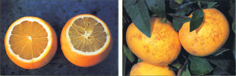 Some fruits and vegetables are highly susceptible to cold damage. The development of frost-resistant varieties could extend growing ranges and reduce production costs. Above, Grapefruit rinds stipple in prolonged cold, wet weather.