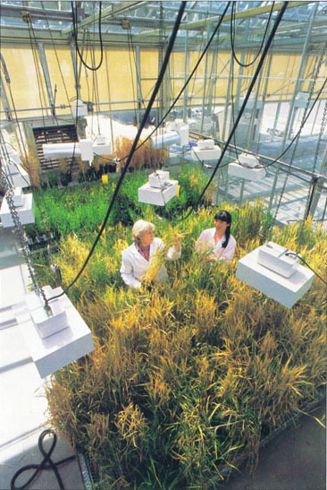 In 1998, UC Berkeley's College of Natural Resources announced a $25 million research alliance with the Swiss biotechnology giant Novartis. At the USDA Plant Gene Expression Center in Albany, UC Berkeley scientist Peggy Lemaux and postdoctoral student Yuechun Wan conducted genetic engineering research on cereal crops to improve the food and feed characteristics of grain.