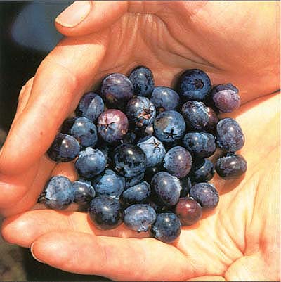 Researchers have shown a relationship between anthocyanin levels in blueberries and their antioxidant capacity.