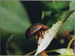 The Australian tortoise beetle is a pest first collected in Riverside County in 1998.