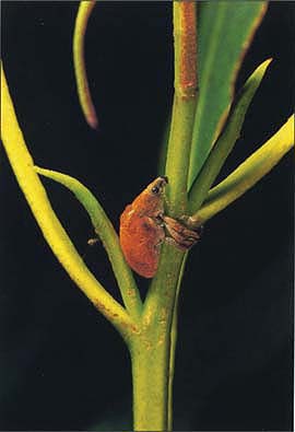 The eucalyptus snout beetle defoliates eucalyptus trees.