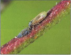 The blue gum psyllid was until recently the most damaging of introduced psyllids.