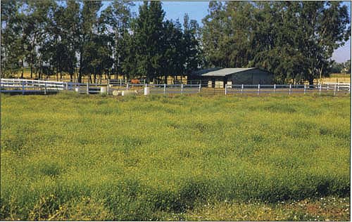 A number of control options are available for managing yellow starthistle, including combinations of these newly developed techniques.