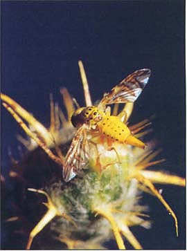 The false peacock fly (Chaetorellia succinea), above, and the hairy weevil (Eustenopus villosus), not shown, significantly reduce starthistle seed production.