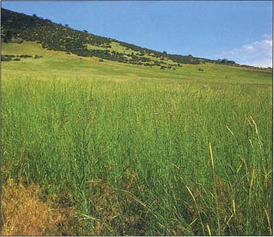 Establishment of pubescent wheatgrass dramatically reduced yellow starthistle infestation.