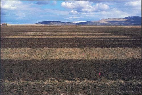 Oats were broadcast in this established alfalfa field and the area disked to bury the seed. The oats emerging in the open gaps prevent weeds from filling in.