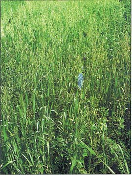 In this mixture of oat and alfalfa in Lassen County, the oats were allowed to partially mature since the hay was sold to the horse market, where some oat grain is desirable.
