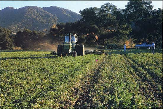 Cultivating this established alfalfa field in Santa Barbara County dislodges established weeds and buries the oat seeds that were broadcast prior to cultivation.