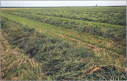Weed reductions of 75% in the first cutting and 50% in subsequent cuttings have been achieved in fields where oats were interseeded.