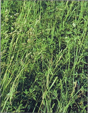Orchardgrass, a cool-season perennial grass, is commonly interseeded into alfalfa in some areas and is in high demand by the horse industry.