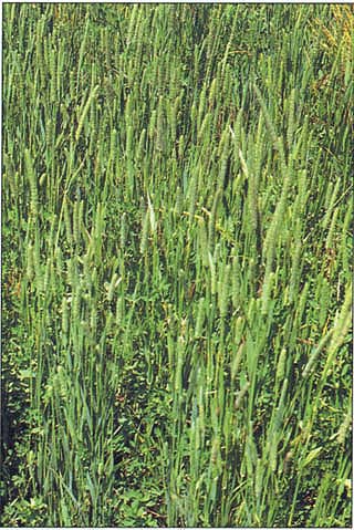 Mixed stands of alfalfa and timothy are much less common than orchardgrass and alfalfa because timothy is more difficult to establish, is generally lower yielding, and has more specific environmental requirements.