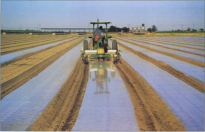 Transparent polyethylene film is applied to solarize a field on an organic vegetable farm in the San Joaquin Valley.