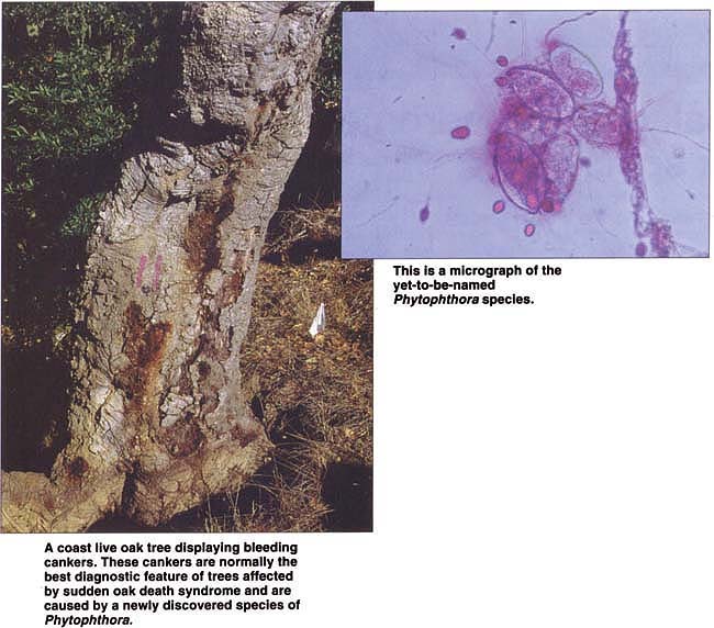 A coast live oak tree displaying bleeding cankers. These cankers are normally the best diagnostic feature of trees affected by sudden oak death syndrome and are caused by a newly discovered species of Phytophthora.