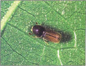 Adult western oak bark beetle.