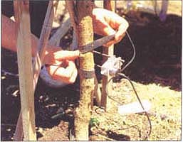 Attachment strap on mounting bracket of linear variable displacement transducer (LVDT) is affixed to the tree trunk.