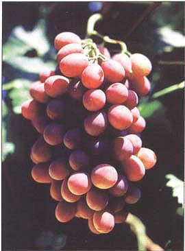 Redglobe grapes withstood water loss better than other cultivars before exhibiting signs of damage.