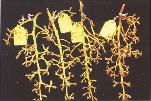 Flame Seedless table grape stem condition after 0, 3, 6 and 9 hours delayed cooling (79°F, 30% rh and 25 fpm air velocity) followed by 7 days cold storage (32°F, 95% rh and 10 fpm air velocity).