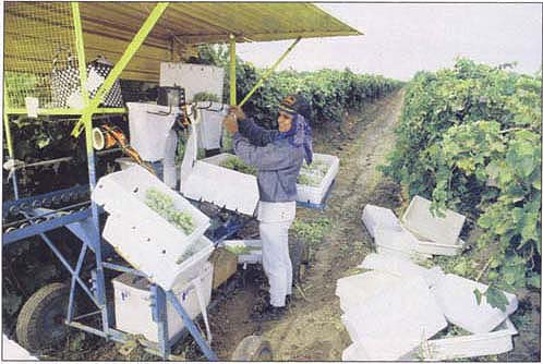 Field packaging of Thompson Seedless table grapes in California.
