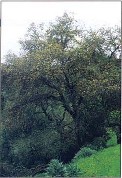 Coast live oak, shown, as well as tanoak and black oak are succumbing by the thousands to a syndrome caused by a newly discovered species of Phytophthora.