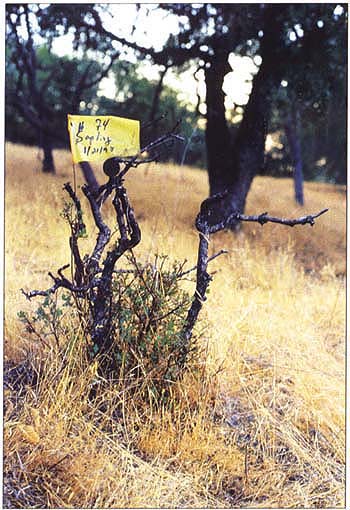 Fire in the immediate vicinity of a sapling nearly always resulted in top-killing; however, nearly all top-killed saplings sprouted. One year postfire, sprouts averaged approximately two-thirds the length of the prefire sapling stem.