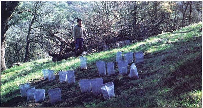 In a 12-year study of protection methods for oak seedlings, half of the acorn plantings were protected with aluminum cages. Plantings were also covered with brush, background, and left uncovered, foreground.