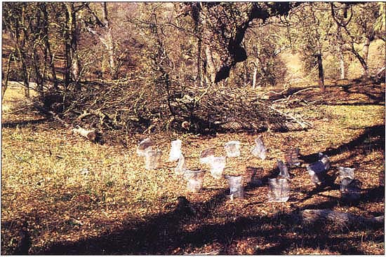Brush piles settled down about 2 years after planting (shown February 1990), but still appeared to be excluding cattle and deer. Cages remained intact and in place, whether or not brush piles surrounded them.