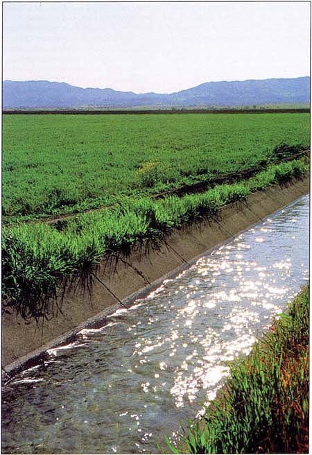The authors constructed a model to estimate the economic impacts of a 25% cut in surface irrigation water in the Sacramento Valley.