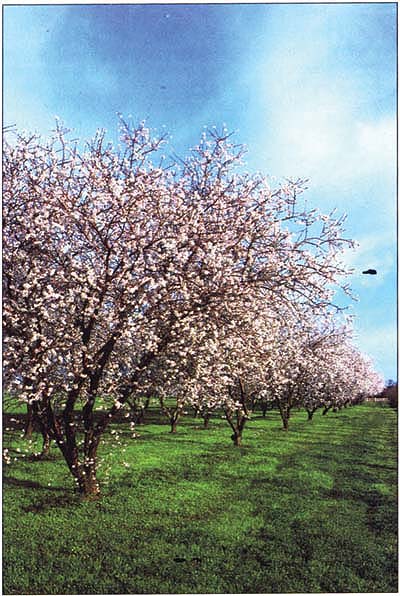 Orchards account for about one-fifth of the crop acreage in the Sacramento Valley, but are not expected to cause major revenue losses following an irrigation water cut.