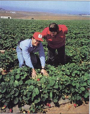 USDA plant pathologist Carolee Bull, principal investigator for the Biological Agriculture Systems in Strawberries (BASIS) project, checks strawberries in a test field with Ron Koda of the California Strawberry Board. BASIS is one of several projects funded by UC SAREP to promote alternatives to methyl bromide for strawberries.