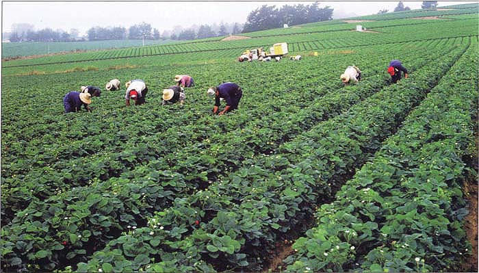 Strawberries are the largest single user of methyl bromide in California, with more than 90% of acreage treated. After methyl bromide is phased out in 2005, the authors expect many growers to choose alternative fumigants such as 1,3-D and chloropicrin, metam sodium or dazomet.