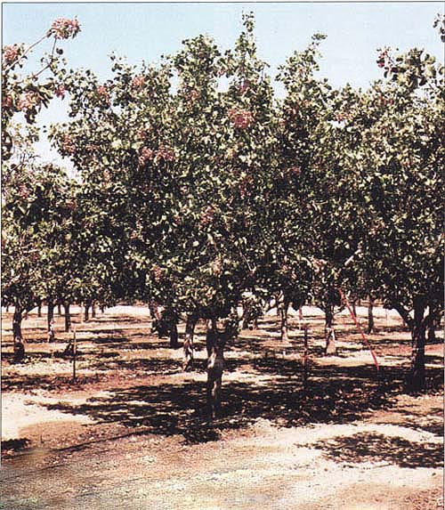 Irrigation in commercial pistachio orchards is important to obtain maximum yields. Micro-sprinklers are frequently used in California pistachio orchards, although other types of irrigation, such as drip, border and sprinkler, are also used.