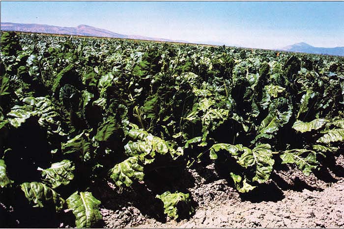 Sugarbeets have been an important crop in the Tulelake Irrigation District. Production in the Upper Klamath Basin was suspended after the 2000 harvest, at least for the time being, due to financial difficulties experienced by the sugar company.