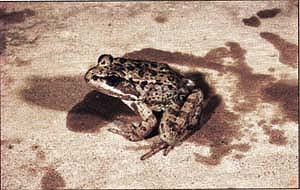 The California red-legged frog has been extirpated from 70% of its historic range. Windborne agricultural pesticides may be an important contributing factor.