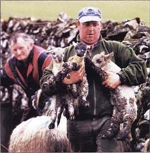 British farmer John Carruthers, left, watches his lambs being carried off for slaughter. Although not infected by foot-and-mouth disease, more than 1,000 of his animals were destroyed in April because the disease was found on neighboring farms.