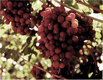 Florida scientists received a patent for genes that may enable the development of grapevines that are resistant to Pierce's disease. Above, Table grapes are grown in Kern County.