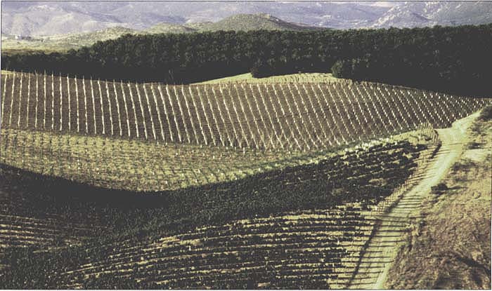 Pierce's disease has caused significant losses to the grape industry in Temecula Valley. The region's mix of grapevines and citrus, which can harbor the glassy-winged sharpshooter, may be a factor in the disease's spread.