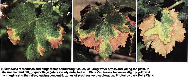 X. fastidiosa reproduces and plugs water-conducting tissues, causing water stress and killing the plant. In late summer and fall, grape foliage (white variety) infected with Pierce's disease becomes slightly yellow at the margins and then dies, leaving concentric zones of progressive discoloration. Photos by Jack Kelly Clark.